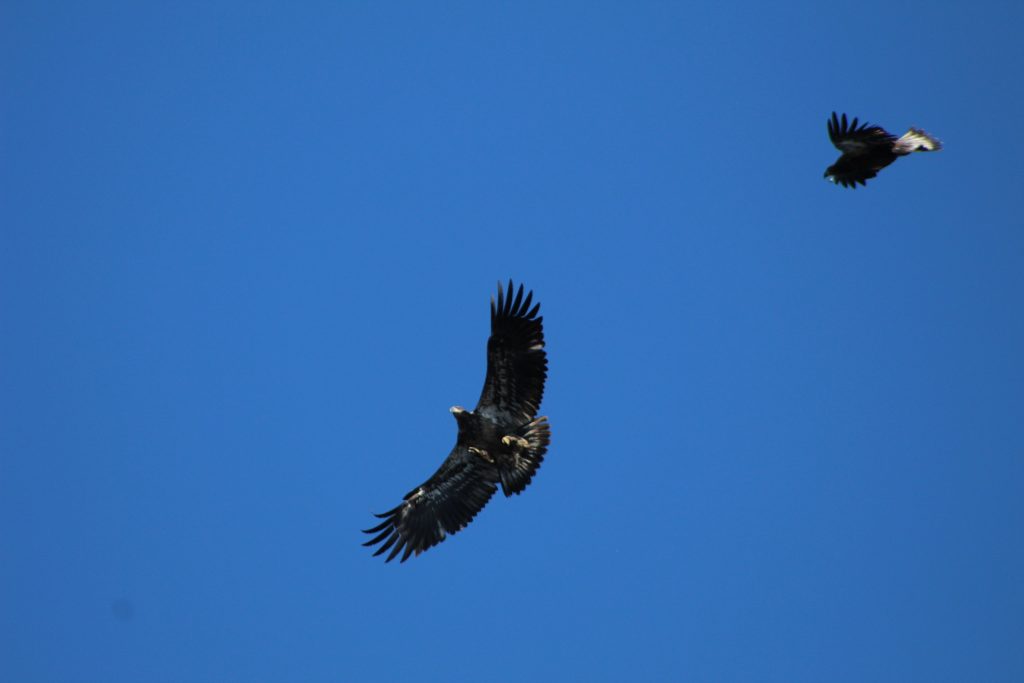 Juvenile Bald Eagles over the watch