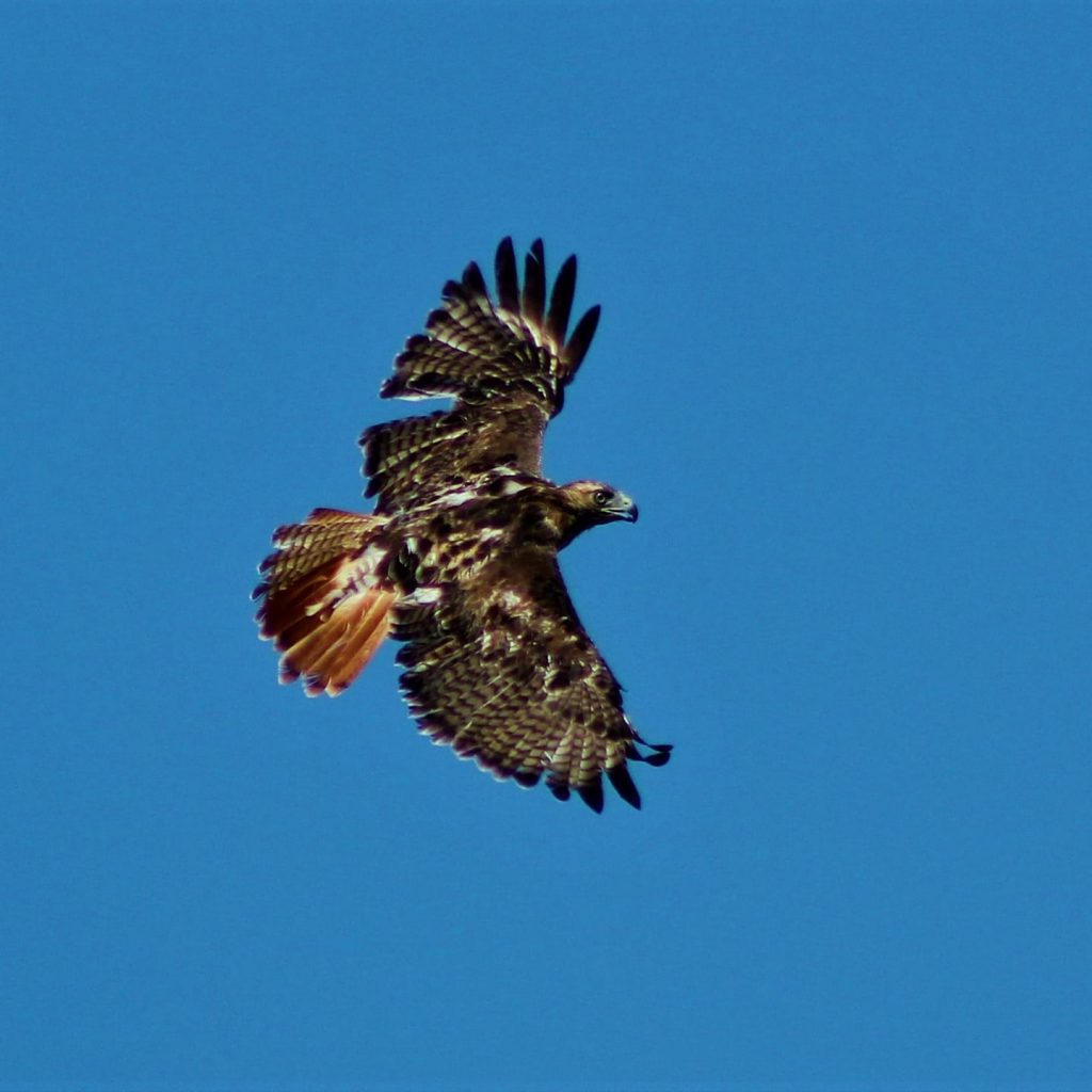 Red-tailed Hawk