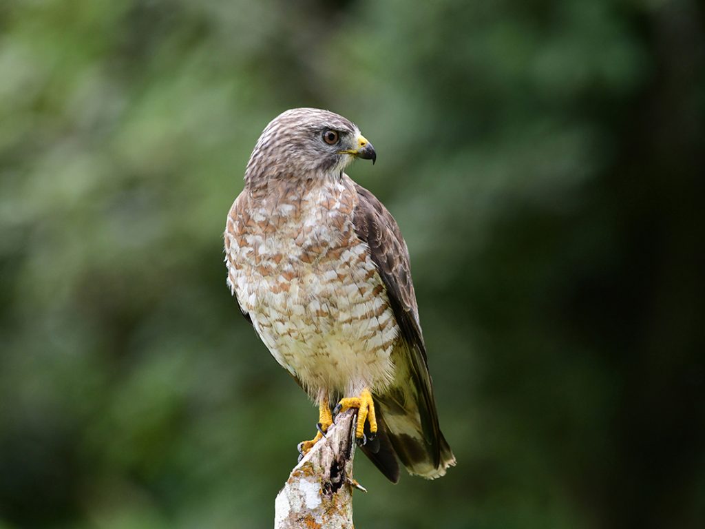 sep25-bw-hawk-post Broad-winged Hawk