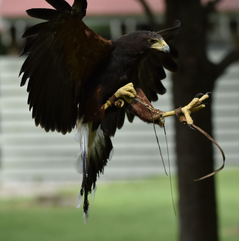 Paige, Harris's Hawk