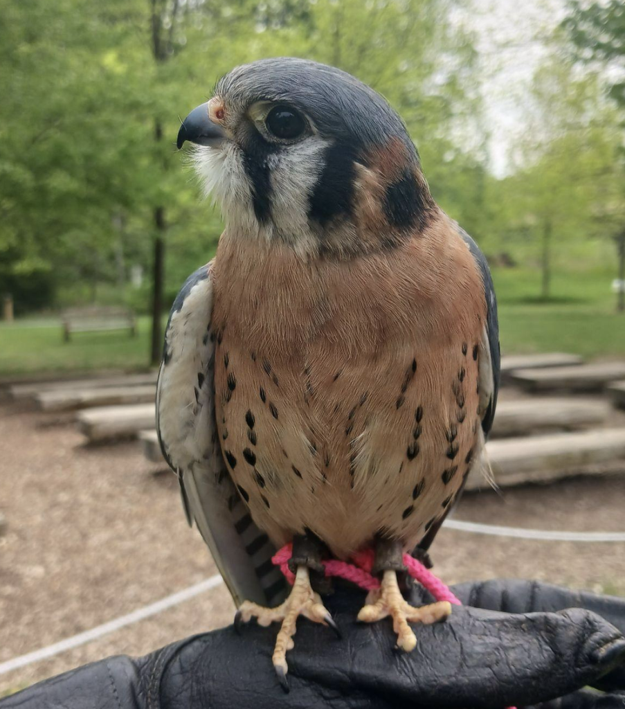 Ferrisburgh, American Kestrel