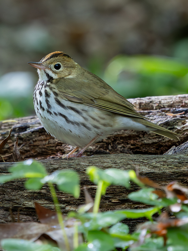 Ovenbird