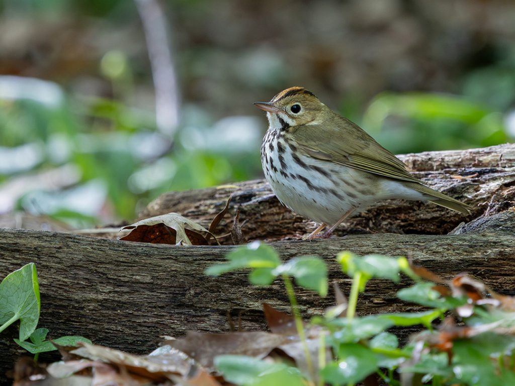 Ovenbird