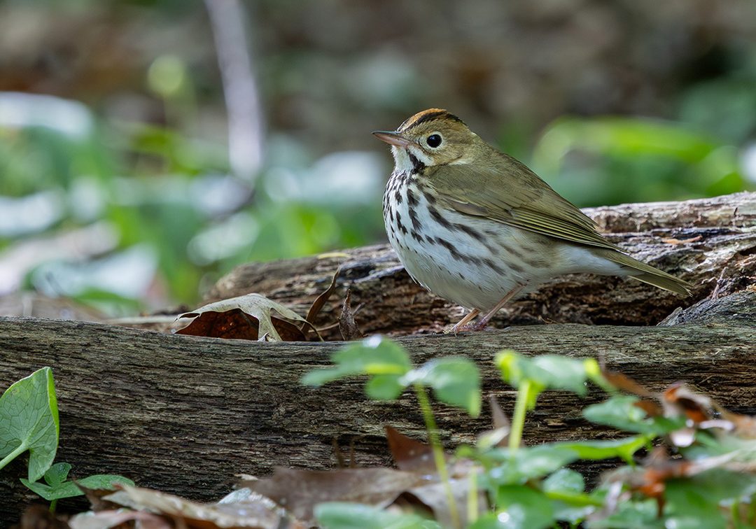 Ovenbird