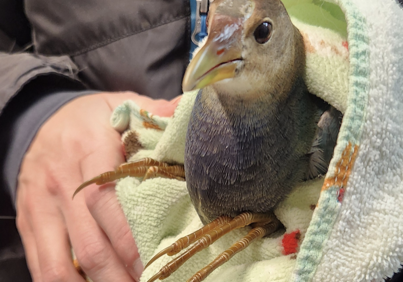 jan26-purple-gallinule-vol-post