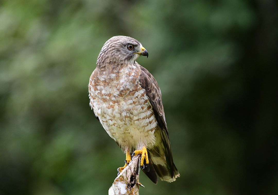 Broad-winged Hawk